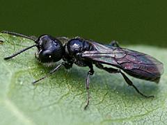Aphid Wasp